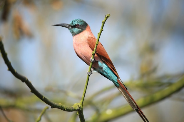 Close-up van een vogel die op een tak zit