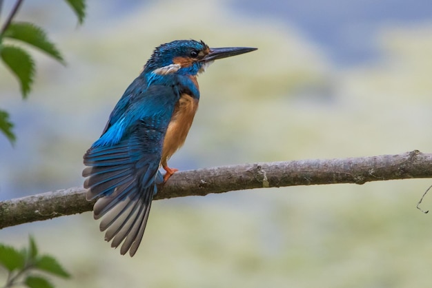 Close-up van een vogel die op een tak zit