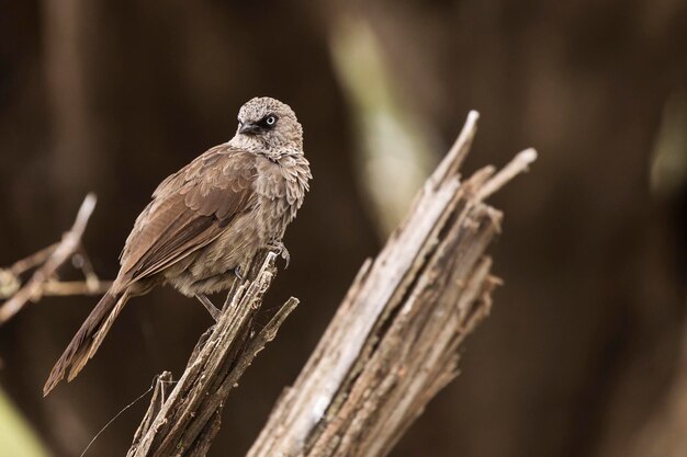 Close-up van een vogel die op een tak zit