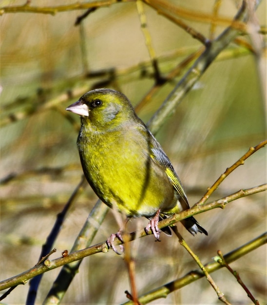 Foto close-up van een vogel die op een tak zit