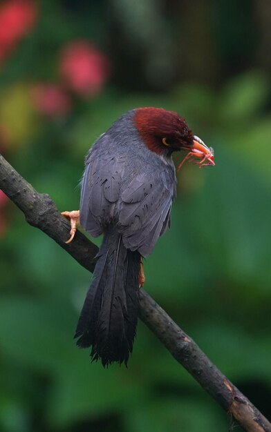 Foto close-up van een vogel die op een tak zit