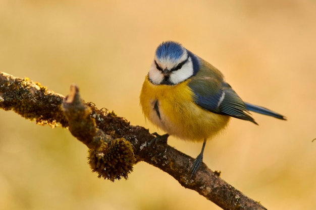 Close-up van een vogel die op een tak zit