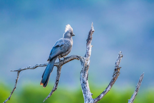 Close-up van een vogel die op een tak zit