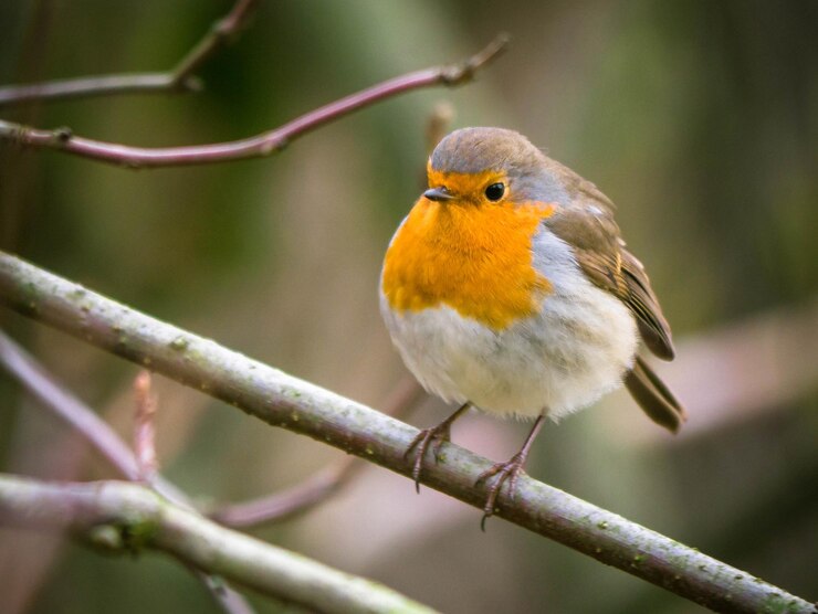 Foto close-up van een vogel die op een tak zit