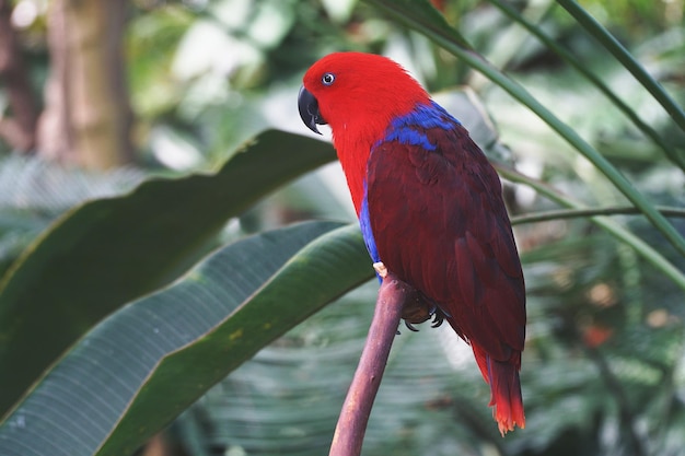 Close-up van een vogel die op een tak zit