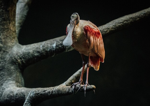 Close-up van een vogel die op een tak zit