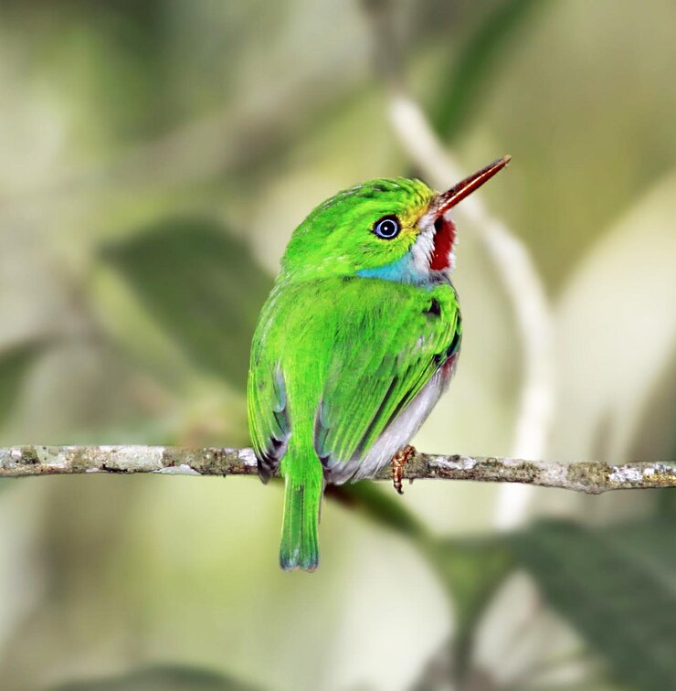 Foto close-up van een vogel die op een tak zit