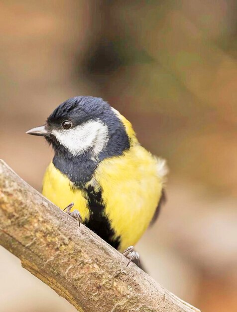 Foto close-up van een vogel die op een tak zit