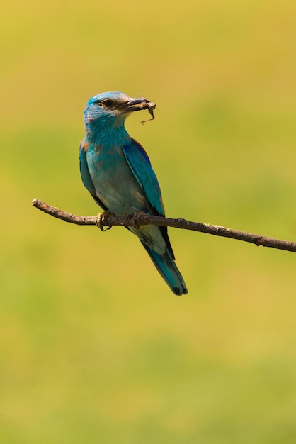 Close-up van een vogel die op een tak zit