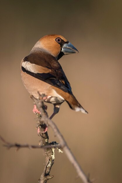 Foto close-up van een vogel die op een tak zit