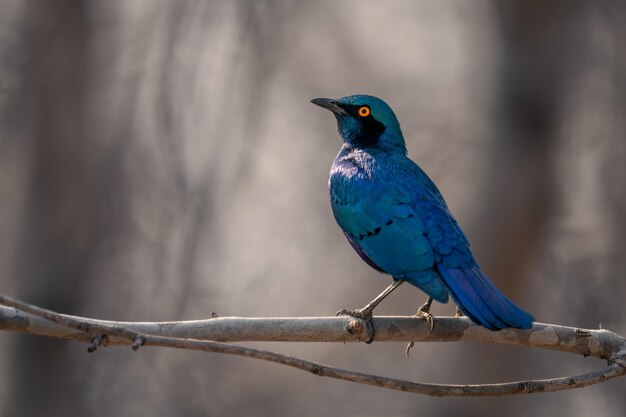 Foto close-up van een vogel die op een tak zit