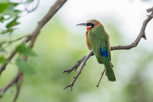 Close-up van een vogel die op een tak zit