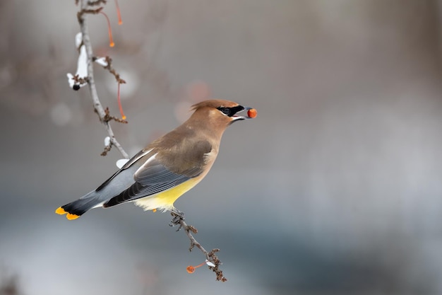 Close-up van een vogel die op een tak zit