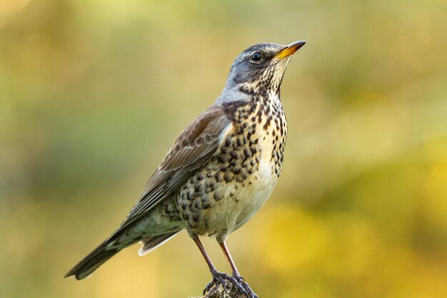 Foto close-up van een vogel die op een tak zit