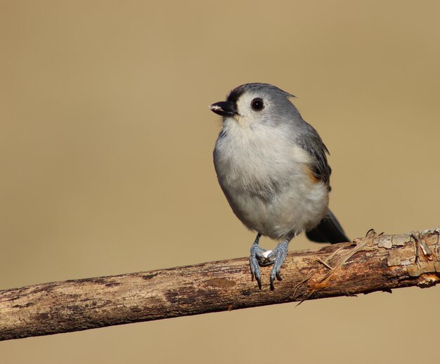 Foto close-up van een vogel die op een tak zit