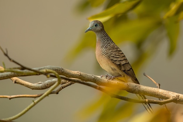 Close-up van een vogel die op een tak zit