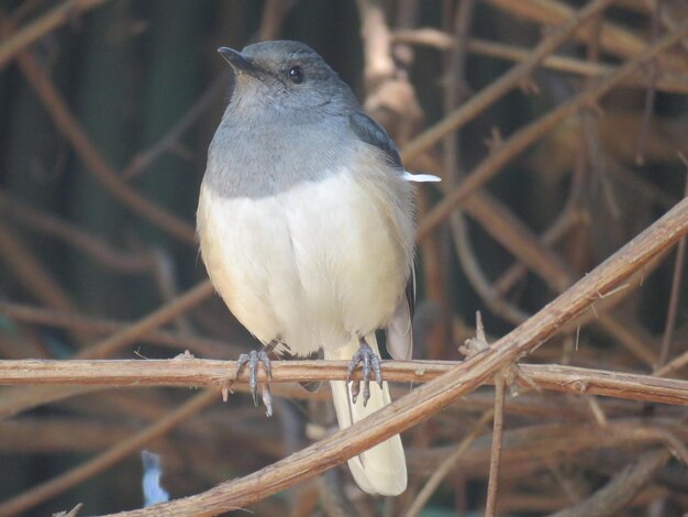 Foto close-up van een vogel die op een tak zit