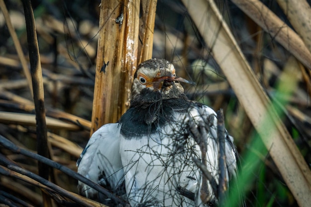 Foto close-up van een vogel die op een tak zit