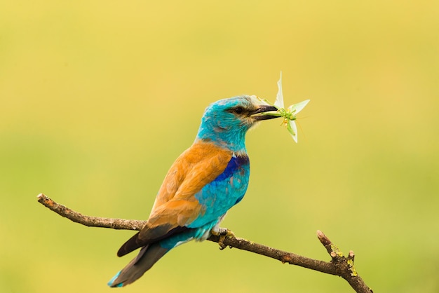 Close-up van een vogel die op een tak zit