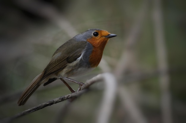 Close-up van een vogel die op een twijg zit