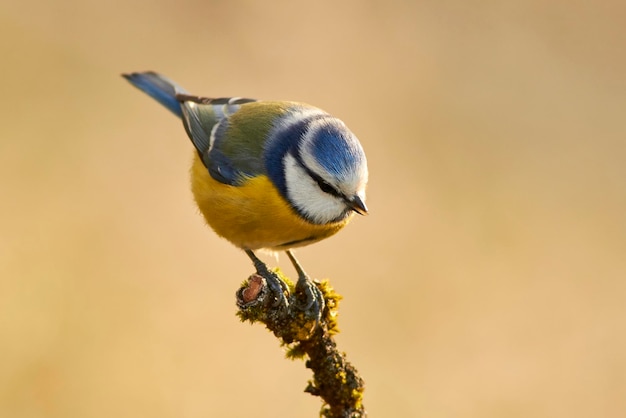 Close-up van een vogel die op een twijg zit