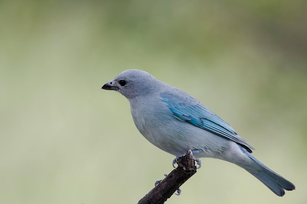 Close-up van een vogel die op een twijg zit