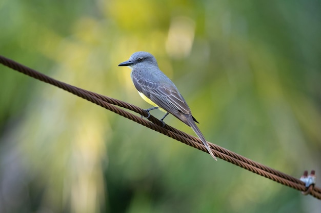 Foto close-up van een vogel die op een twijg zit