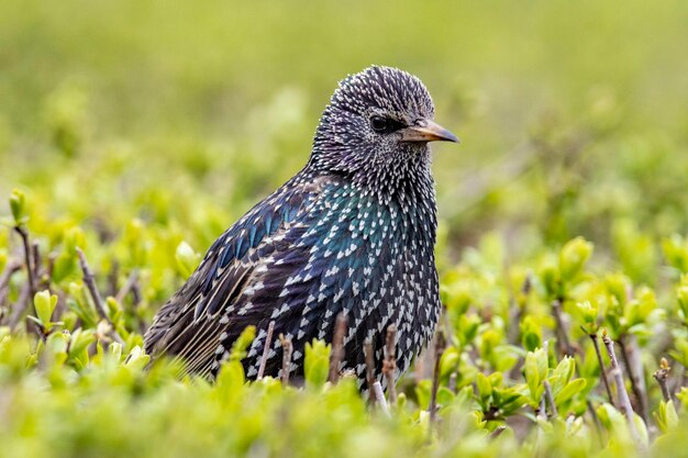 Foto close-up van een vogel die op een veld zit