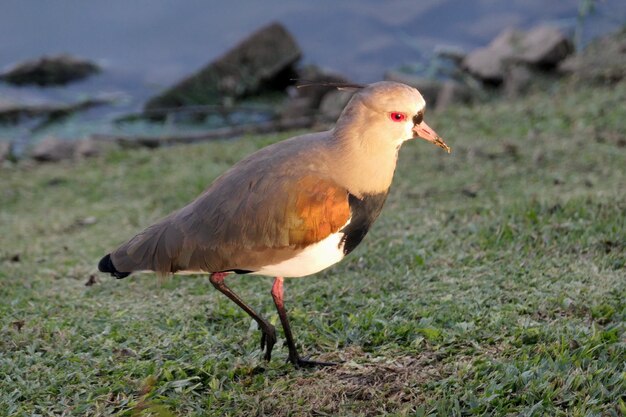 Foto close-up van een vogel die op een veld zit