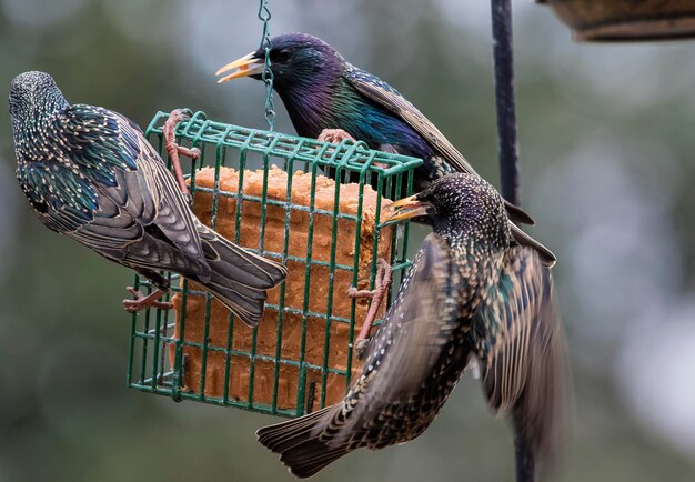 Foto close-up van een vogel die op een voederbak zit