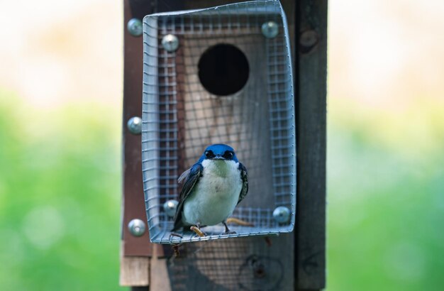 Close-up van een vogel die op een voederbak zit