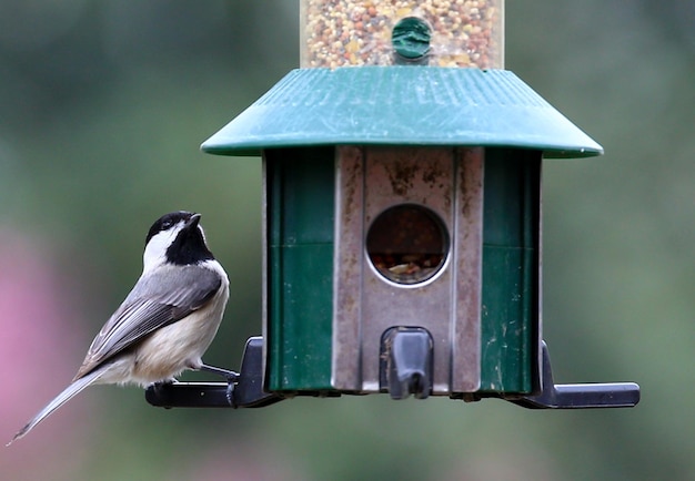 Close-up van een vogel die op een voederbak zit