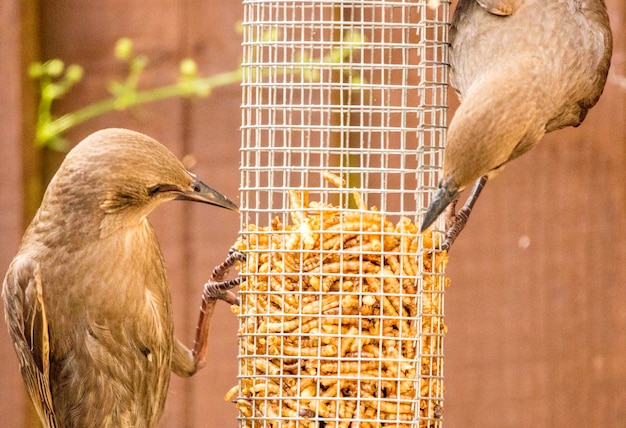 Close-up van een vogel die op een voederbak zit