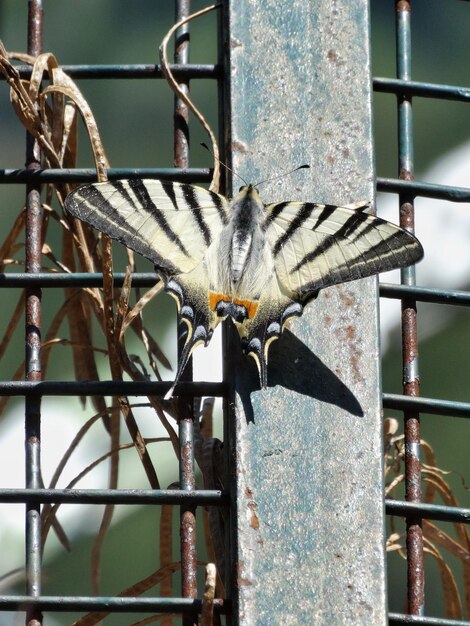 Close-up van een vogel die op een voederbak zit