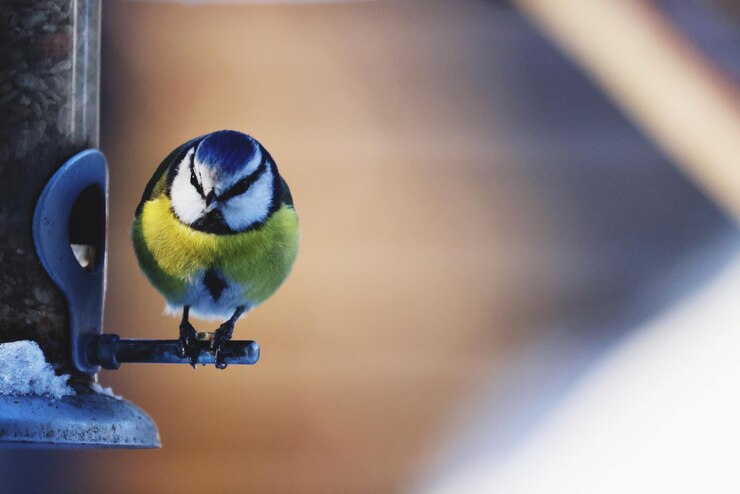 Foto close-up van een vogel die op een voederbak zit