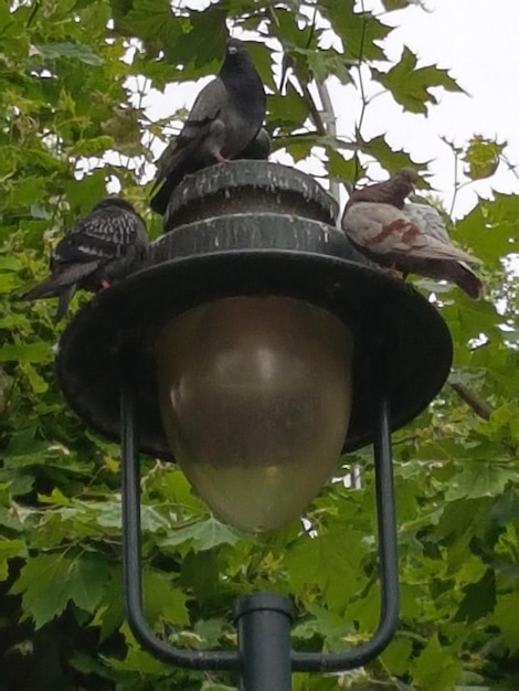 Close-up van een vogel die op een voederbak zit