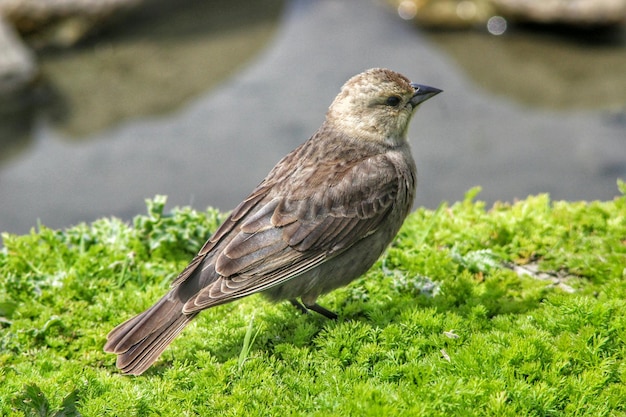 Foto close-up van een vogel die op het gras zit