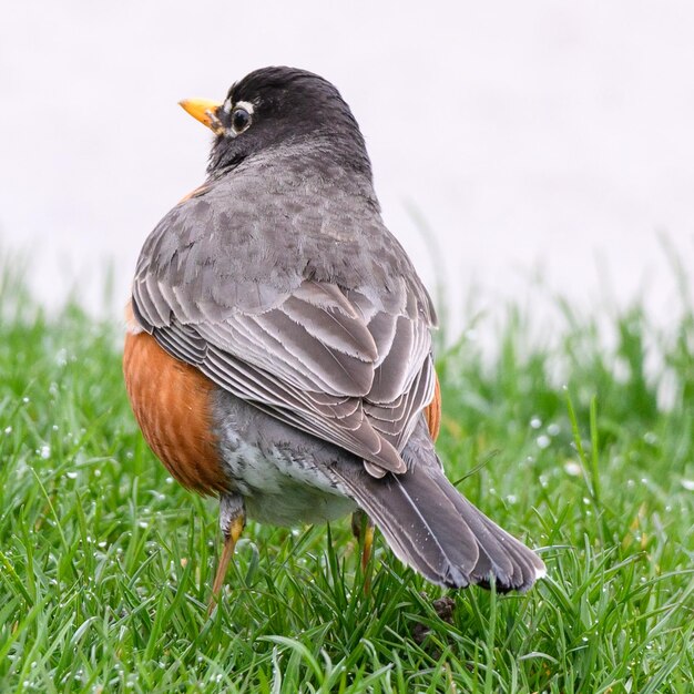 Close-up van een vogel die op het gras zit