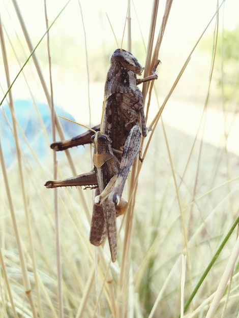 Foto close-up van een vogel die op het gras zit