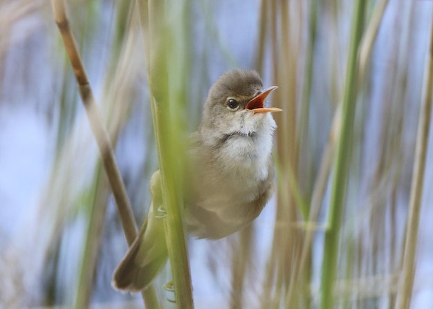 Foto close-up van een vogel die op het gras zit