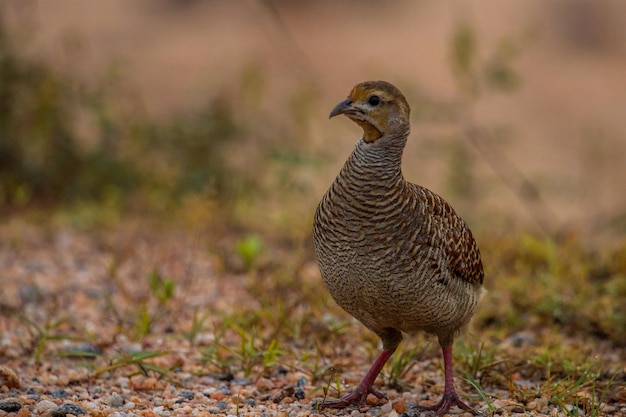 Foto close-up van een vogel die op het land zit