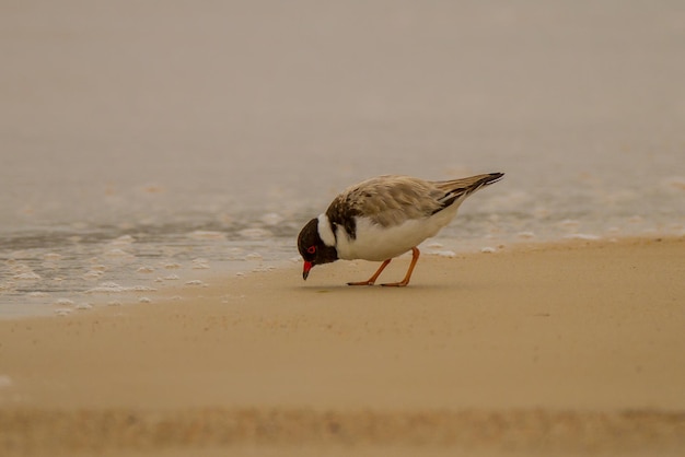 Close-up van een vogel die op het strand zit