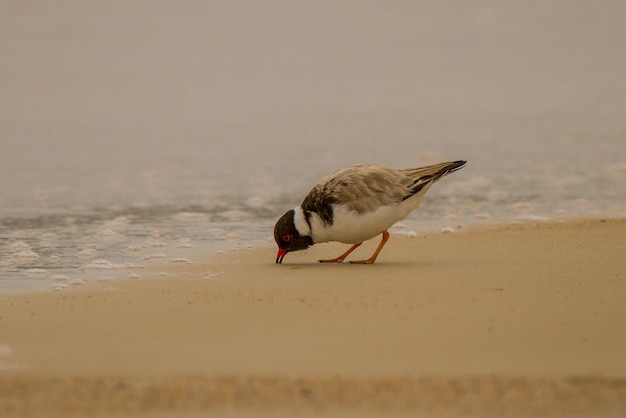 Close-up van een vogel die op het strand zit