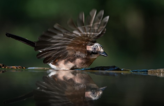 Close-up van een vogel die op het water reflecteert