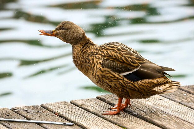 Foto close-up van een vogel die op het water zit