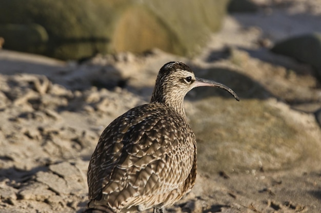 Close-up van een vogel die op het zand zit