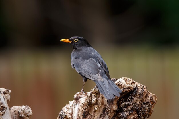 Foto close-up van een vogel die op hout zit