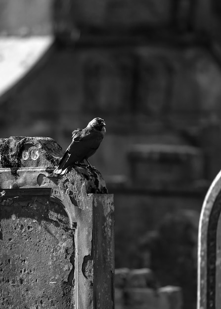 Foto close-up van een vogel die op hout zit