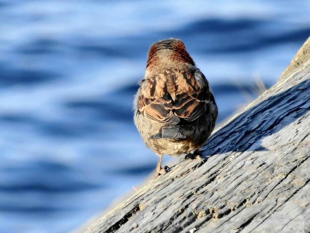 Foto close-up van een vogel die op hout zit