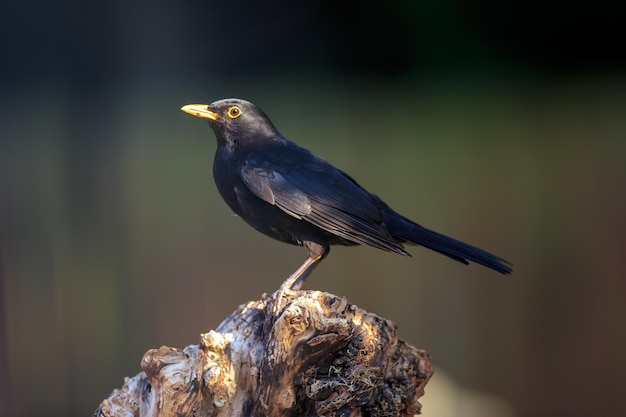 Close-up van een vogel die op hout zit